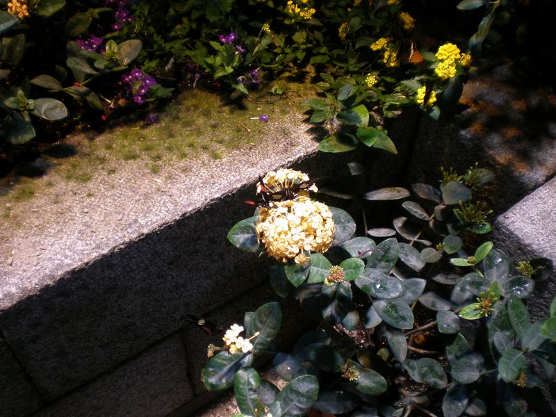 Bugs-54.JPG