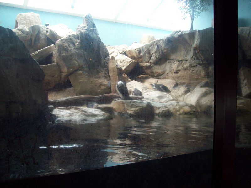 100_1133.JPG