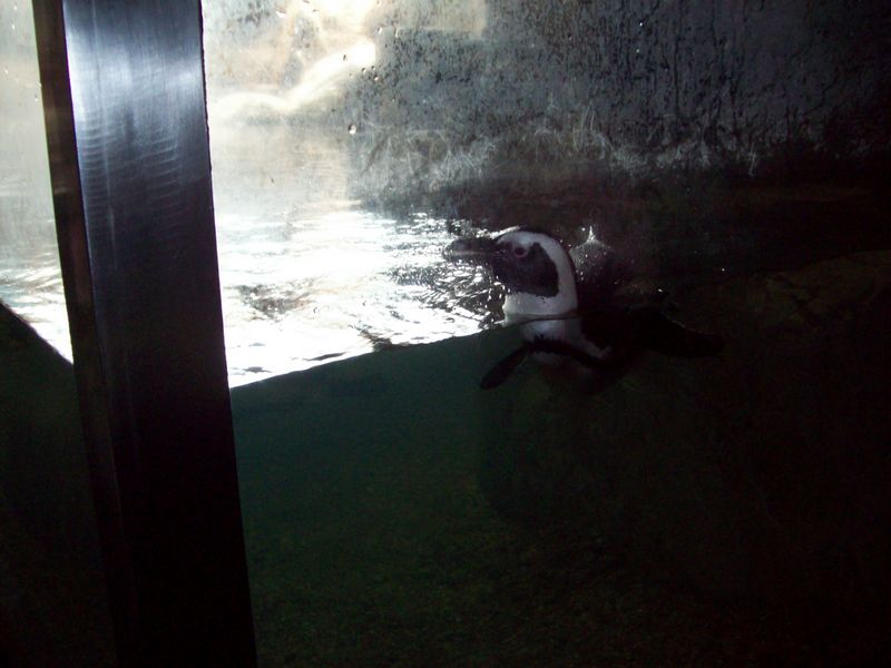 100_1143.JPG
