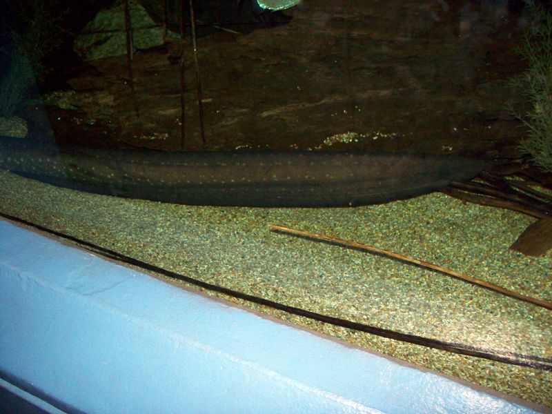 100_1150.JPG