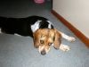 zoey2011-051.JPG