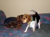 zoey2011-087.JPG