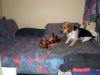 zoey2011-094.JPG