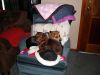 zoey2011-111.JPG