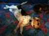 zoey2011-128.JPG