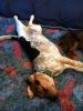zoey2011-136.JPG