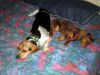 zoey2011-141.JPG