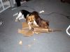 zoey2011-214.JPG