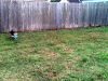 Filename=zoey2011-229.JPG
Filesize=152KiB
Dimensions=800x600
Date added=Jul 20, 2011 zoey2011-229.JPG
