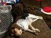 Filename=zoey2011-237.JPG
Filesize=102KiB
Dimensions=800x600
Date added=Jul 20, 2011 zoey2011-237.JPG