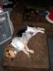 Filename=zoey2011-239.JPG
Filesize=82KiB
Dimensions=600x800
Date added=Jul 20, 2011 zoey2011-239.JPG