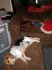 Filename=zoey2011-243.JPG
Filesize=91KiB
Dimensions=600x800
Date added=Jul 20, 2011 zoey2011-243.JPG