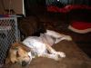 Filename=zoey2011-245.JPG
Filesize=67KiB
Dimensions=800x600
Date added=Jul 20, 2011 zoey2011-245.JPG