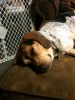 Filename=zoey2011-246.JPG
Filesize=88KiB
Dimensions=600x800
Date added=Jul 20, 2011 zoey2011-246.JPG