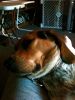 zoey2011-254.JPG