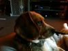 zoey2011-256.JPG
