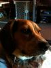 zoey2011-261.JPG