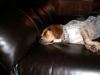 zoey2011-273.JPG