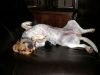 zoey2011-275.JPG