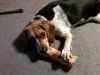 Filename=zoey2011-287.JPG
Filesize=94KiB
Dimensions=800x600
Date added=Jul 20, 2011 zoey2011-287.JPG