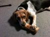 Filename=zoey2011-288.JPG
Filesize=93KiB
Dimensions=800x600
Date added=Jul 20, 2011 zoey2011-288.JPG