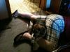 zoey2011-330.JPG