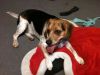 zoey2011-342.JPG
