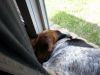 Filename=zoey2011-372.JPG
Filesize=84KiB
Dimensions=800x600
Date added=Jul 20, 2011 zoey2011-372.JPG