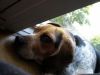 Filename=zoey2011-374.JPG
Filesize=60KiB
Dimensions=800x600
Date added=Jul 20, 2011 zoey2011-374.JPG