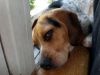 Filename=zoey2011-376.JPG
Filesize=67KiB
Dimensions=800x600
Date added=Jul 20, 2011 zoey2011-376.JPG