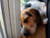 Filename=zoey2011-377.JPG
Filesize=71KiB
Dimensions=800x600
Date added=Jul 20, 2011 zoey2011-377.JPG