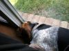 Filename=zoey2011-378.JPG
Filesize=87KiB
Dimensions=800x600
Date added=Jul 20, 2011 zoey2011-378.JPG