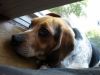 Filename=zoey2011-385.JPG
Filesize=70KiB
Dimensions=800x600
Date added=Jul 20, 2011 zoey2011-385.JPG
