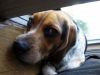 Filename=zoey2011-386.JPG
Filesize=69KiB
Dimensions=800x600
Date added=Jul 20, 2011 zoey2011-386.JPG