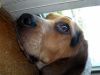 Filename=zoey2011-388.JPG
Filesize=78KiB
Dimensions=800x600
Date added=Jul 20, 2011 zoey2011-388.JPG