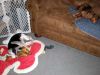 zoey2011-398.JPG