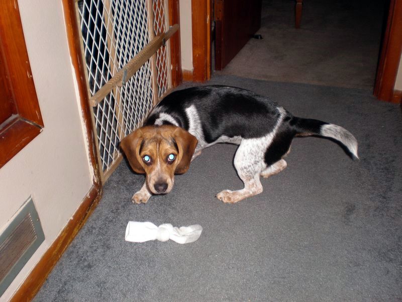 zoey2011-004.JPG
