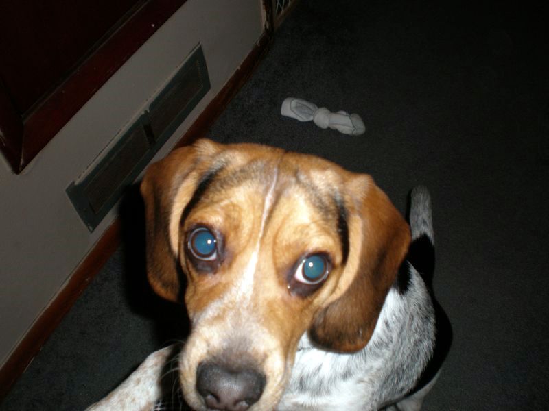 zoey2011-005.JPG