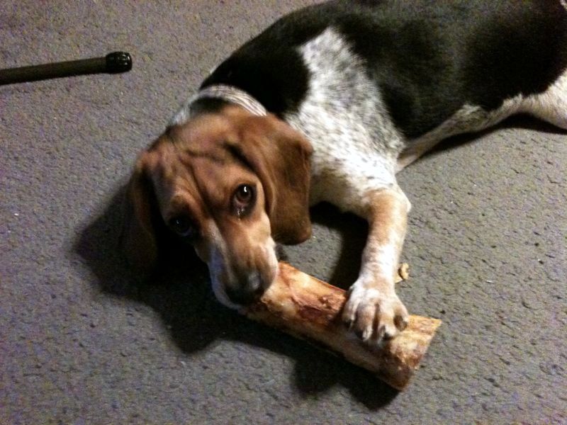 zoey2011-287.JPG