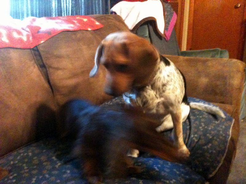 zoey2011-344.JPG