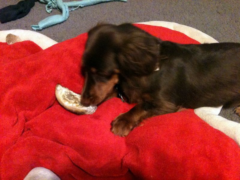 zoey2011-353.JPG