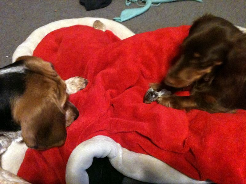 zoey2011-359.JPG