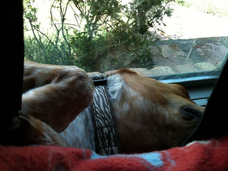 zoey2011-365.JPG
