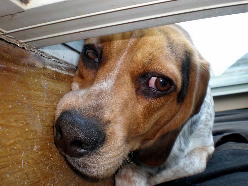 zoey2011-387.JPG