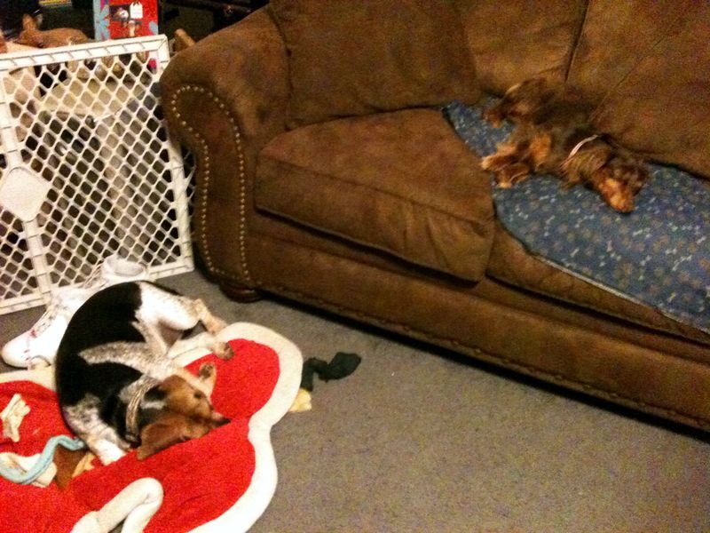 zoey2011-395.JPG