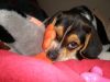 Filename=pa16005028rev_029_x.jpg
Filesize=73KiB
Dimensions=800x600
Date added=Oct 22, 2010 pa16005028rev_029_x.jpg