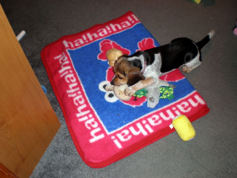 Zoey-022.JPG