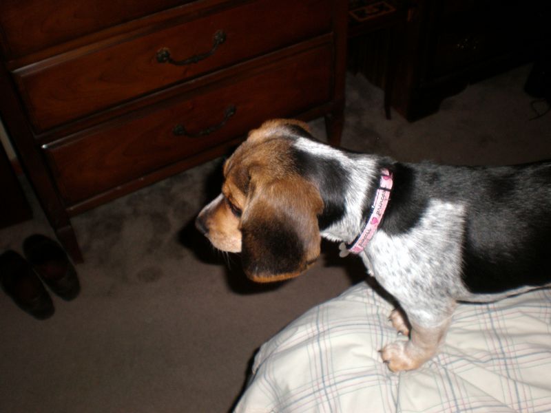 Zoey-026.JPG