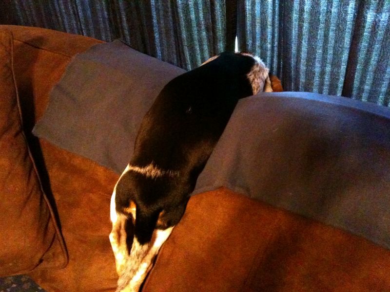 Zoey-041.JPG