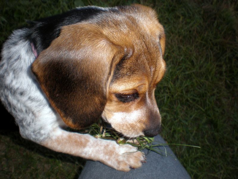Zoey-055.JPG